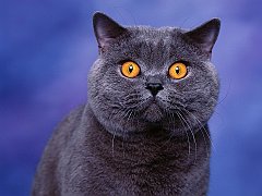 Bewitched, Blue British Shorthair